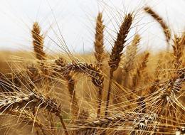 Samsun'un Havza ilçesinde 90 bin ton buğday rekoltesi bekleniyor