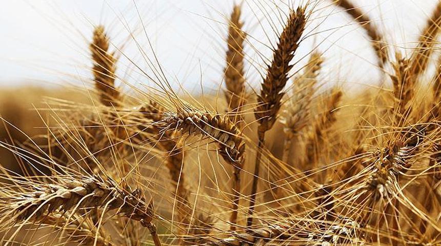 Ticaret Bakanlığı'ndan buğday iddialarına açıklama! 