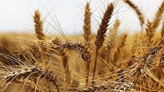 Ticaret Bakanlığı'ndan buğday iddialarına açıklama! 