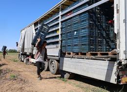 Geçen yıl 50 kuruşa bile satılamamıştı! Şimdi pek çok ülkeden alıcısı var... TIR TIR gönderiyorlar