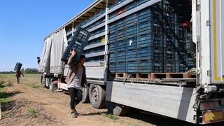 Geçen yıl 50 kuruşa bile satılamamıştı! Şimdi pek çok ülkeden alıcısı var... TIR TIR gönderiyorlar