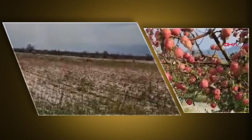 Bir ilçe bunu konuşuyor! Elma bahçelerine girdiklerinde şoke oldular