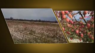 Bir ilçe bunu konuşuyor! Elma bahçelerine girdiklerinde şoke oldular