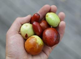 Manisa'da coğrafi işaretli hünnabın hasadına başlandı