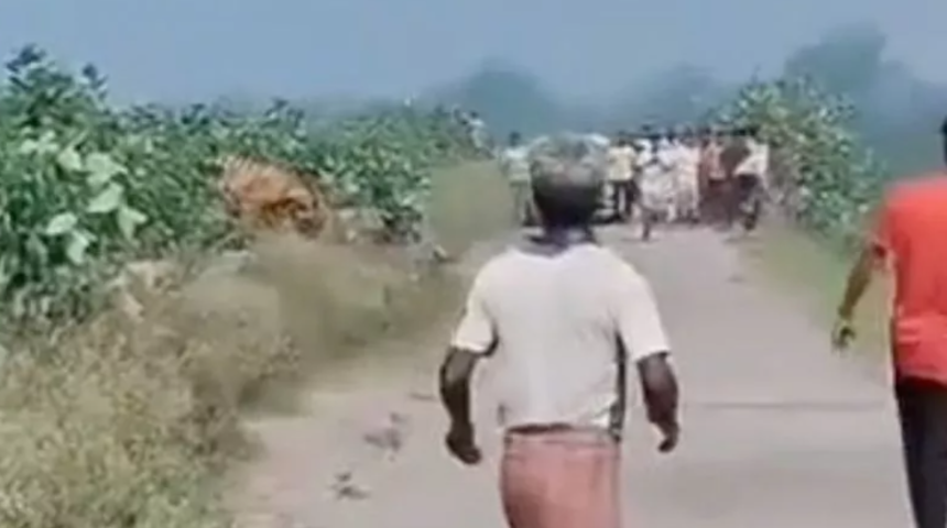 Herkesten uzaklaşıp dinlenmek istemişti! Çalıların arasında kaplan saldırdı... Yardım çığlıkları yankılandı