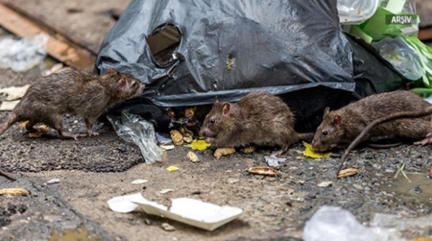 Tahran'ı fareler bastı! Sayıları 50 milyonu aştı