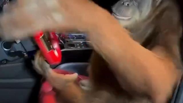 Sonunda bu da oldu! Maymun şoförlü lüks spor araba çağırdı... 5000 Euro ödeyince gördüklerine inanamadı