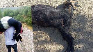 Denizli'de keçilere saldırı düzenlendi... Sürüyü kurşun yağmuruna tuttular! 