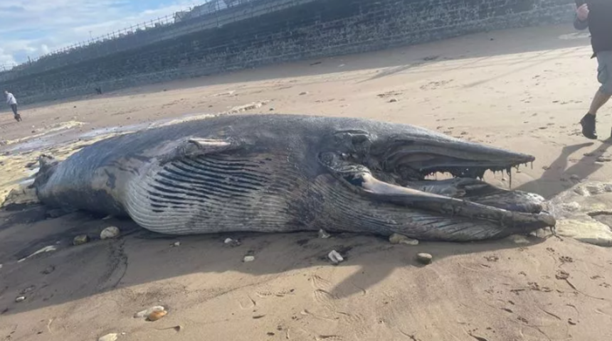 Kıyıya vurdu! Korku dolu anlara neden oldu: Kimse bakmaya bile cesaret edemedi... "İlk başta tereddüt ettim"