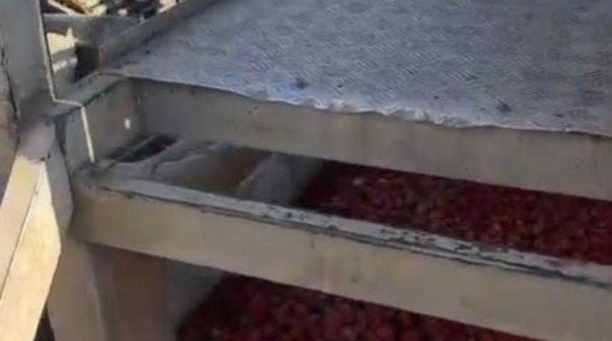 Manisa'da salça firmasının faaliyetleri 'sağlıksız şartlar' nedeniyle durduruldu