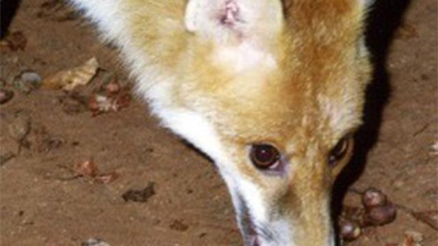 O bölgelere havadan aşı atılacak! Harita ile duyuruldu! Sakın ellemeyin…