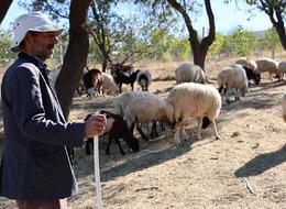 Aylık 70 bin lira ve 30 gb internet! Maaşları altınla yarışır... Tüm ihtiyaçları işverene ait! Çoban bulamadıkları için hayvanlarını satıyorlar