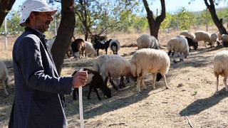 Aylık 70 bin lira ve 30 gb internet! Maaşları altınla yarışır... Tüm ihtiyaçları işverene ait! Çoban bulamadıkları için hayvanlarını satıyorlar