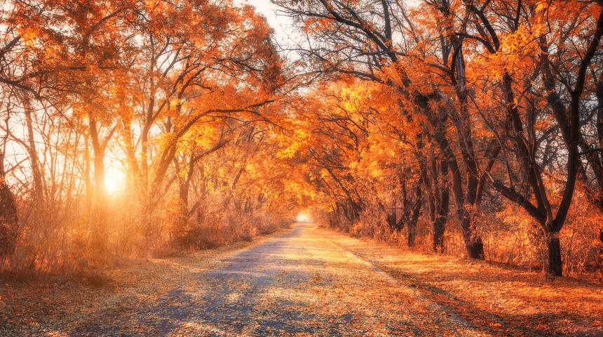 Ekim Ayı ile İlgili En Güzel Sözler (Komik, Anlamlı, Kısa ve Uzun Sözler)