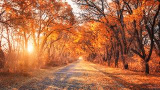 Ekim Ayı ile İlgili En Güzel Sözler (Komik, Anlamlı, Kısa ve Uzun Sözler)