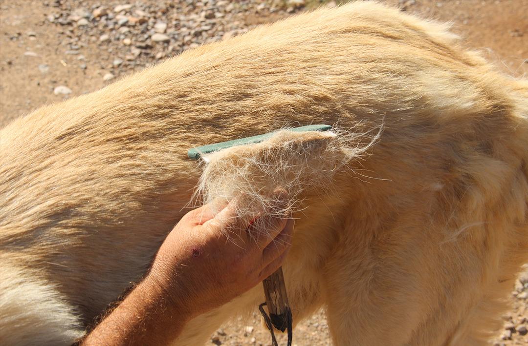 K&uuml;resel ısınma onların bile ayarıyla oynadı... Hayvanların t&uuml;yleri sarardı!
