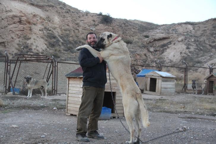 Küresel ısınma onların bile ayarıyla oynadı... Hayvanların tüyleri sarardı! G2