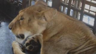 Hayvanat bahçesi görevlisi güvenlik kapısını açık bıraktıktan sonra beslediği aslan tarafından parçalanarak öldürüldü