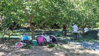 'Bu yıl kalite iyi, fiyatlar çok düşük' 10 gün erken başladı! İş bölümüyle yapıyorlar