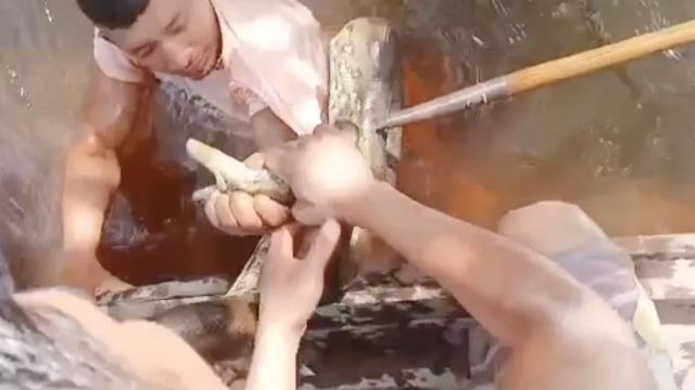 Hayatta kalmak için canla başla mücadele etti! Kendisini ısırmaya çalışan yılandan önce davranıp onu ısırdı