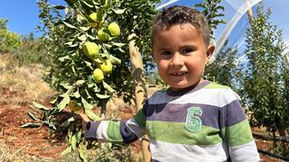 Elma hasadı başladı: Tarlada 10 lira markette 40 lira... Üretici dertli! Soğuk hava deposu olmayınca çiftçi kazanamıyor!  