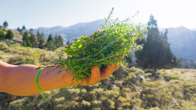 Dünyanın en etkili doğal antibiyotiği: Limon ve sarımsaktan 30 kat daha güçlü! Faydasını duyan evinden eksik etmiyor