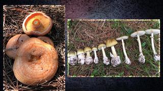 Onlarca kişiyi hastanelik etti! Sinsice zehirliyor, ölüme kadar götürüyor... 