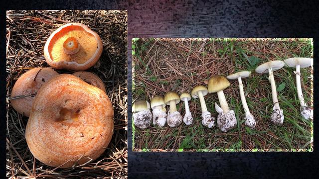 Onlarca kişiyi hastanelik etti! Sinsice zehirliyor, ölüme kadar götürüyor... 