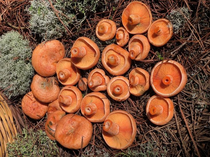 Onlarca kişiyi hastanelik etti! Sinsice zehirliyor, ölüme kadar götürüyor...  G5