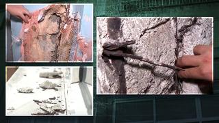 Facia 'Geliyorum' diyor! 15 yıldır su alıyor; kolonlar patlak, demirler paslı, duvar ve kirişler çatlak... Aynı mahallede harabeden hallice iki bina