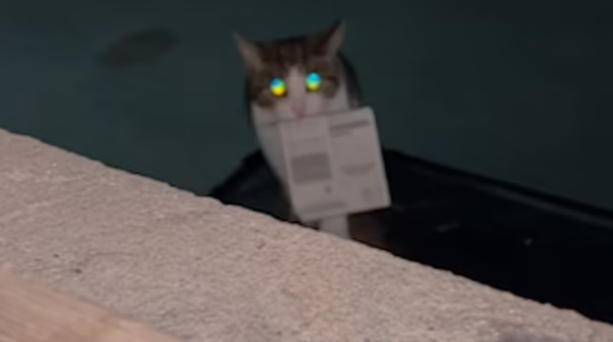 Sahibine getirdiği kartla 454 TL kazandırdı! Evcil hayvanının ağzında piyango biletini görünce inanamadı... Hırsız kedi turnayı gözünden vurdu