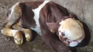 25 yıldır hayvancılıkla uğraşıyordu, ahırdan gelen sesleri duydu! Gördüğü manzara şoke etti