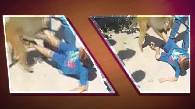 Görmeye gitti, hayal kırıklığına uğradı! Küçük çocuk maymun saldırısına uğrayınca ne yapacağını şaşırdı