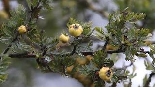 Bu meyve tansiyon ve kolesterol düşmanı! Kilosu 250 lira: Hasadı Mersin'de başladı