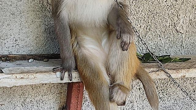 Adana'da bir çocuğu ısıran maymunun sahibine 41 bin 817 lira ceza yazıldı