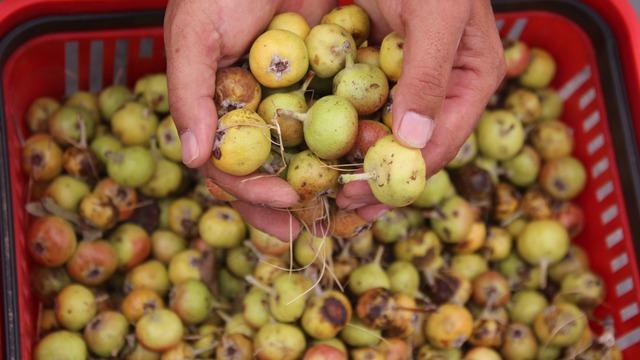 Tam bir şifa kaynağı ama azı yarar, fazlası zarar