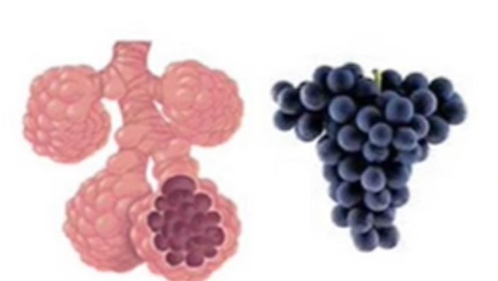 Mutfağınızdan eksik etmeyin: Benzediği organa iyi gelen 12 faydalı besin! G5