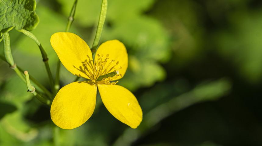 Kırlangıç otu nerede yetişir? Kırlangıç otu nerede bulunur?