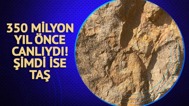 350 milyon yıl önce canlıydı! Taş oldu bugüne kadar geldi... Bölge için harekete geçtiler: Yetkilileri göreve çağırıyoruz