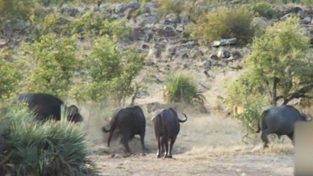 Bufalo sürüsü yavru fili böyle kurtardı! İşte o anlar...