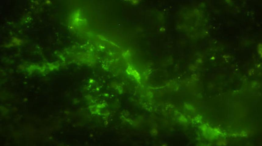 En yaşlı mikroplar keşfedildi! Tam 2 milyar yıldır o kayanın üstünde varlıklarını sürdürmüşler