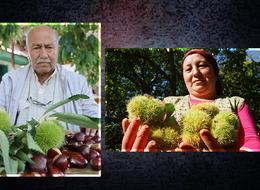 Yevmiyesi tüm işlerden pahalı... Fiyatı zahmetinden ucuz! Aydın'da kestane telaşı başladı... "Geçen sene 160 liraydı bu sene onu bile bulmaz"