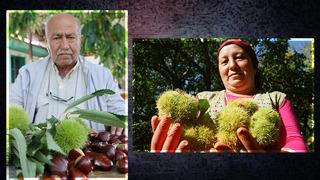 Yevmiyesi tüm işlerden pahalı... Fiyatı zahmetinden ucuz! Aydın'da kestane telaşı başladı... Geçen sene 160 liraydı bu sene onu bile bulmaz