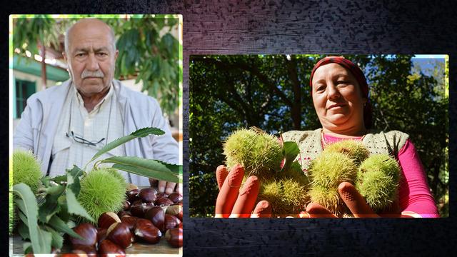Yevmiyesi tüm işlerden pahalı... Fiyatı zahmetinden ucuz! Aydın'da kestane telaşı başladı... Geçen sene 160 liraydı bu sene onu bile bulmaz