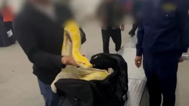 Güvenlik görevlilerinin dikkatini çekti! Yolcunun el bagajından 3 metrelik piton çıktı... Ben uygun görmüştüm ama...