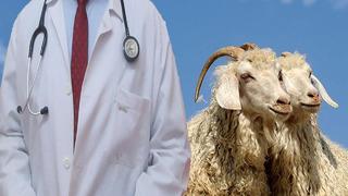 Keçi testislerini erkeklere nakletti, adeta servet kazandı! Doktor cinsel isteksizlik ve iktidarsızlık sorunu yaşayanları işte böyle tedavi etti...