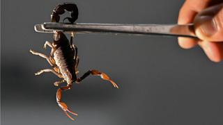 Konya'da yeni bir akrep türü keşfedildi! Türkiye'de bilinen akrep türü sayısı 49'a yükseldi