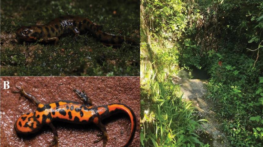 Yeni bir kuyruklu kurbağa türü keşfedildi! Kurbağaya ‘Ateş Karınlı Semender’ adı verildi, bölgede araştırmalar sürüyor