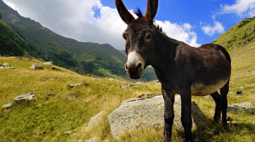 Tek tırnaklı eti nedir? Tek tırnaklı hayvanlar nelerdir?