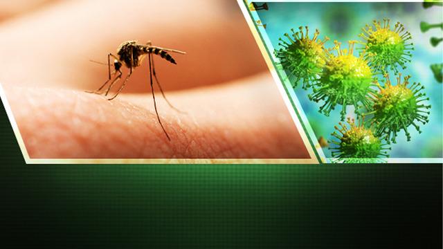 Beyin iltihabına neden olan 'tembellik' ateşi vakaları artıyor! İlk kez spermde canlı virüse rastlandı! 'Cinsel yolla bulaşma' endişesi konuşuluyor